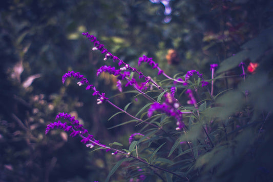 Tulsi